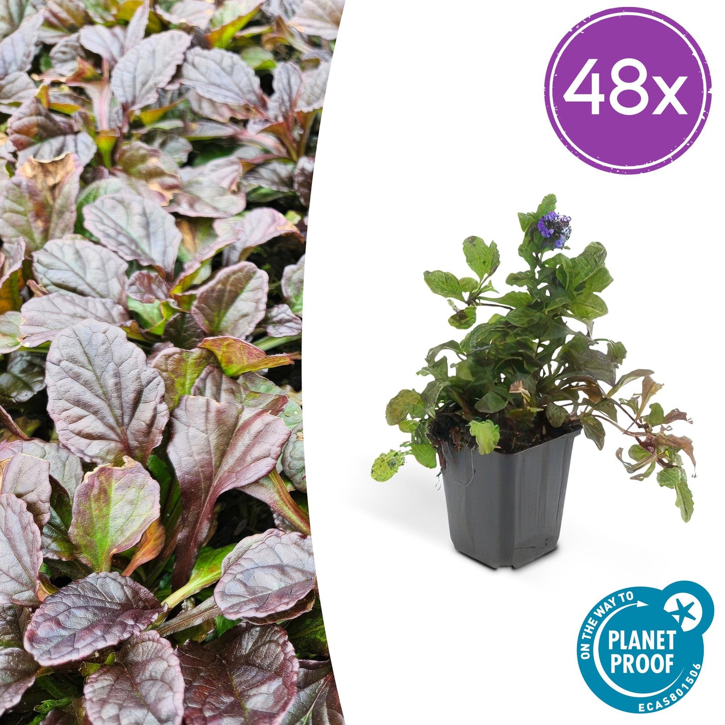 Ajuga reptans – 48 Pflanzen – ↕10-25cm – Ø9cm – Kriechender Günsel – Bodendecker – Halbschatten & Schatten – Pflegeleicht – Bienenfreundlich