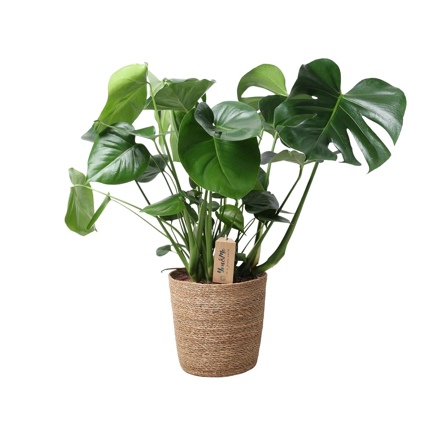 Monstera In Natural Basket – Ø21cm – ↕60cm – Pflegeleichte Zimmerpflanze mit charakteristischem Fensterblatt – Im natürlichen Flechtkorb – Luftreinigend & dekorativ – Für Wohnzimmer & Büro