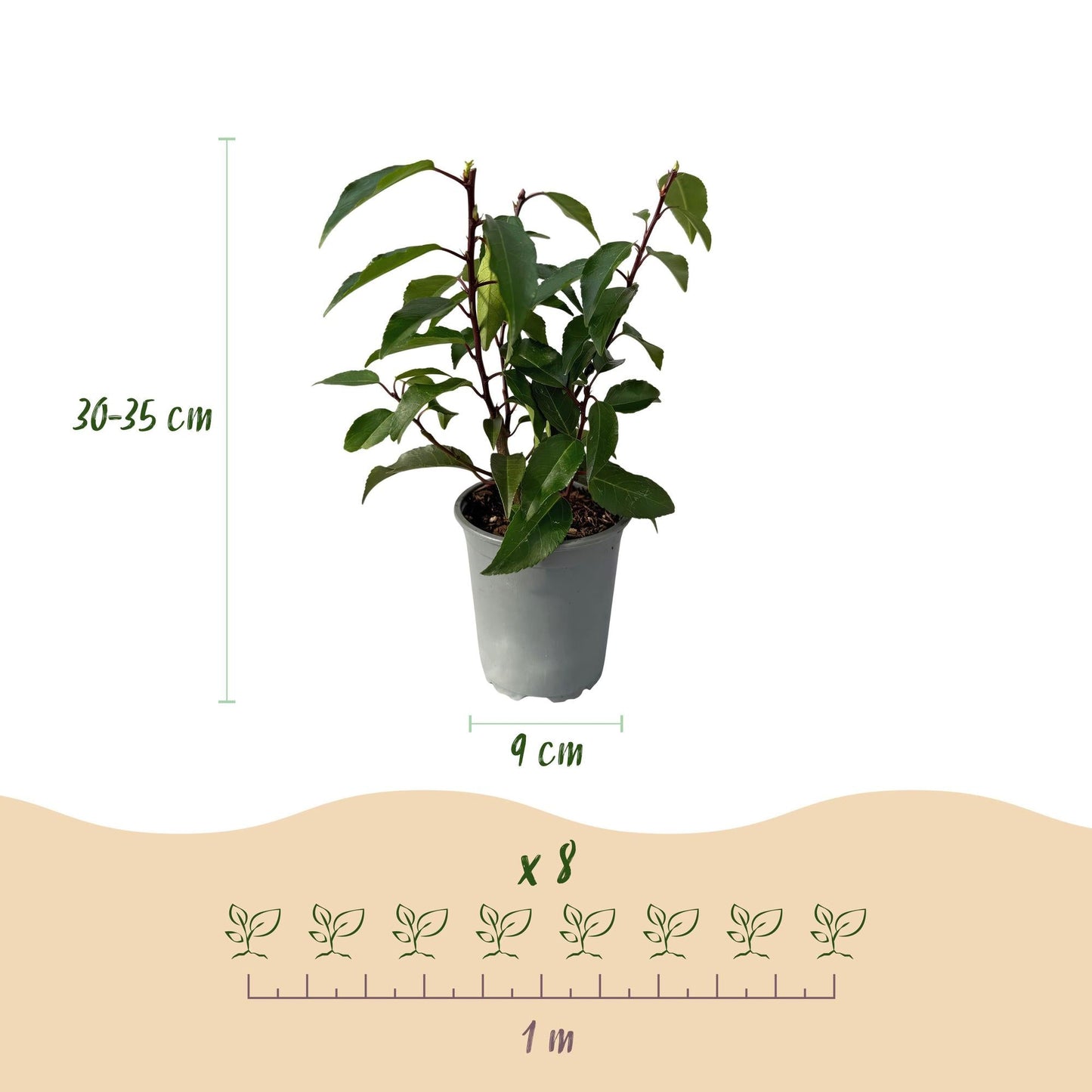 Prunus lusitanica Angustifolia – Chickasa-Pflaume – Immergrüne Heckenpflanze – Blatt Grün – 9 cm x H30–35 cm – pflegeleicht – 8 Pflanzen