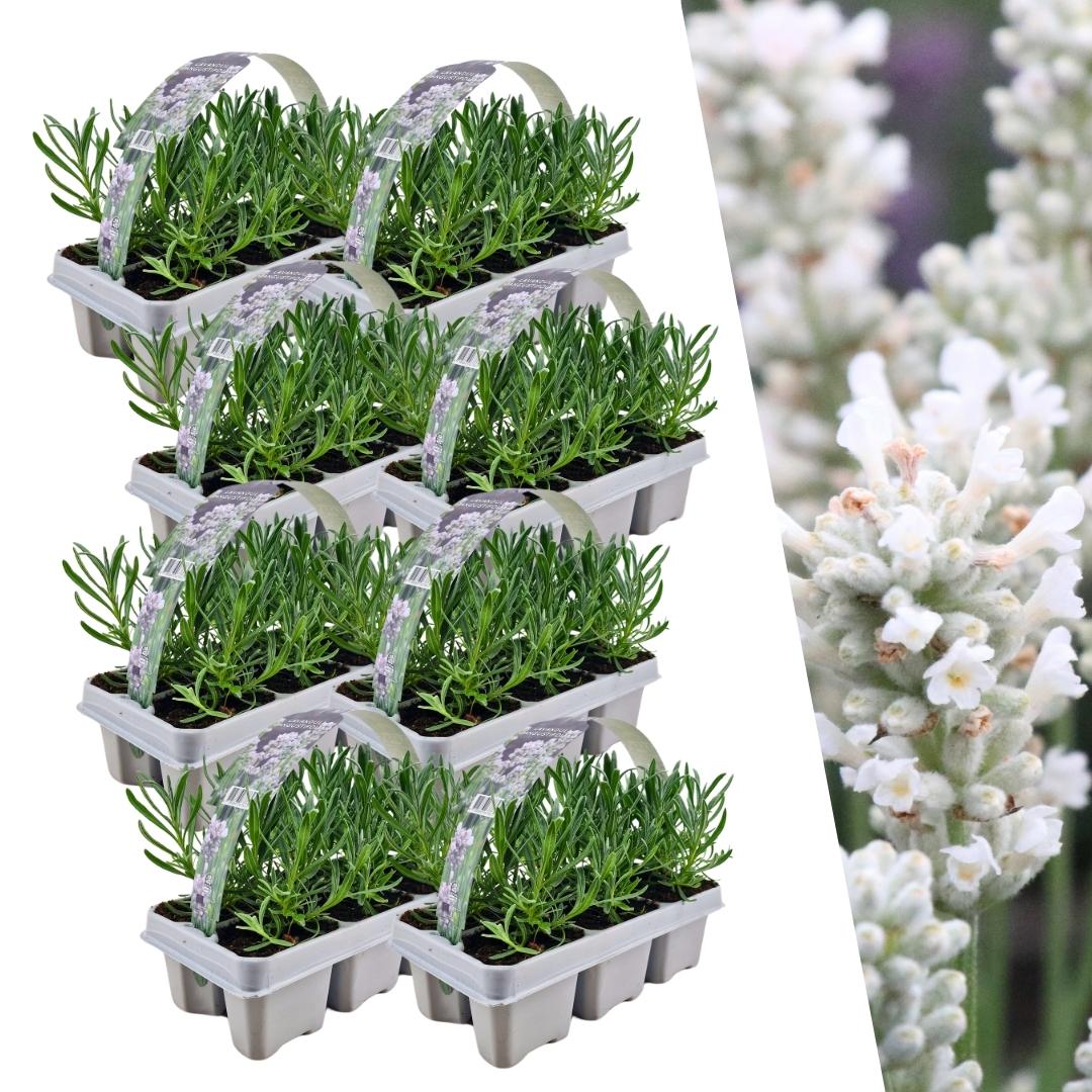 Echter Lavendel angustifolia White – 48 Pflanzen – Ø7cm - ca. 15cm hoch – Mehrjähriger weiß blühender Lavendel – Duftend, robust & pflegeleicht