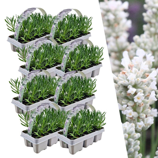 Echter Lavendel angustifolia White – 48 Pflanzen – Ø7cm - ca. 15cm hoch – Mehrjähriger weiß blühender Lavendel – Duftend, robust & pflegeleicht