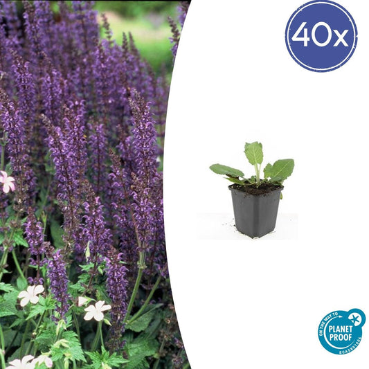 Blüten-Salbei Salvia nemorosa 'Mainacht' – ↕10-25cm – Ø9cm – 40 Pflanzen – Bienenfreundlich & Winterhart – Staude für sonnige Beete