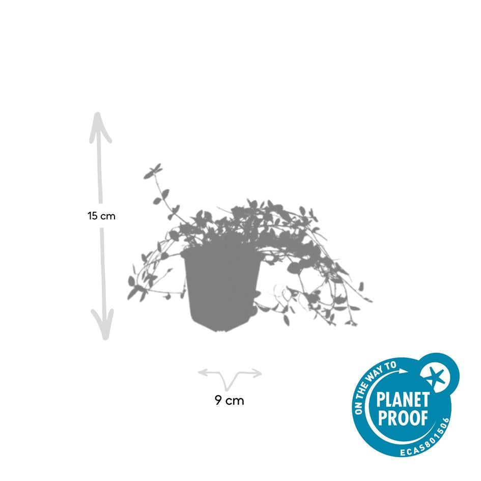 Vinca minor 'Gertrude Jekyll' – Immergrüner Bodendecker – 48 Pflanzen – Weiße Blüten – 10–25 cm – Ø9 cm