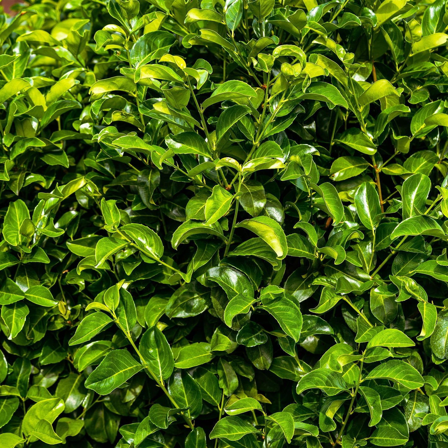 Kirschlorbeer Prunus laurocerasus Rotundifolia – Immergrün – Heckenpflanze – Blatt grün – 6 Pflanzen – 1 laufender Meter – 17 cm Höhe 50 cm