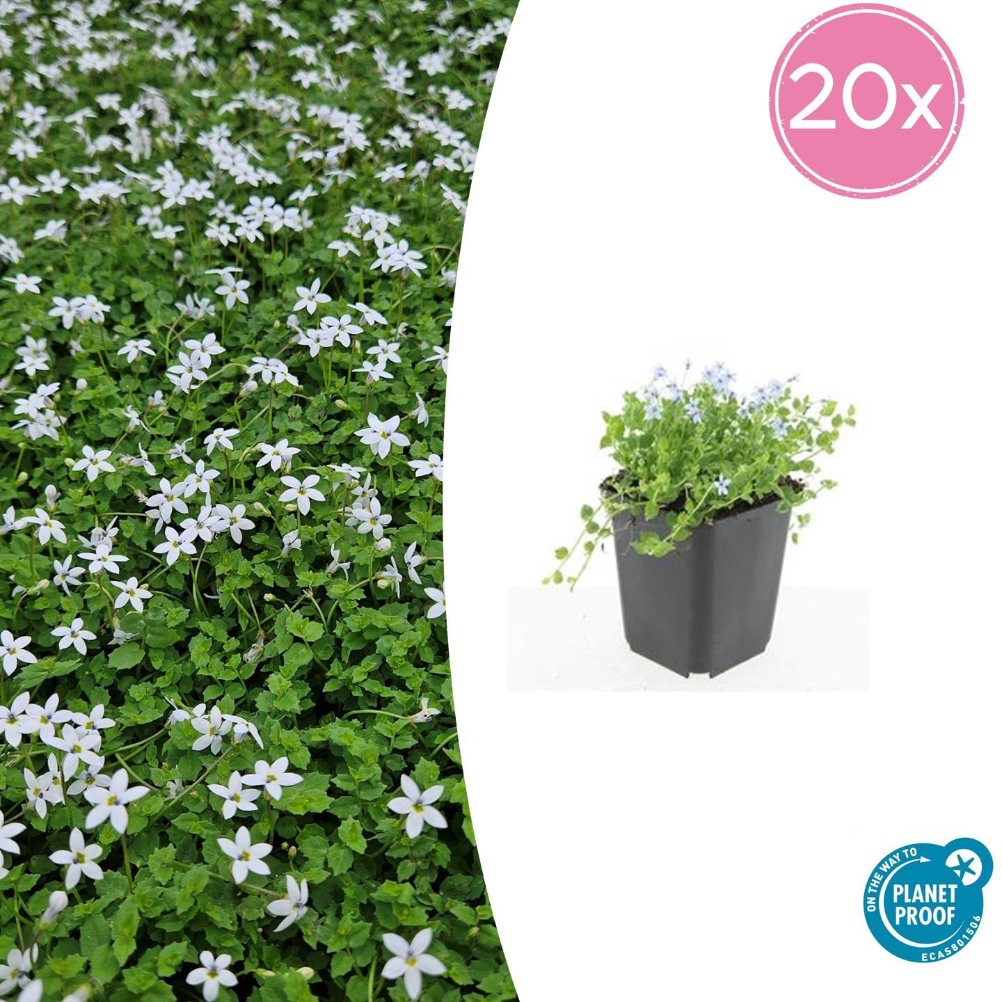 Weißer Bubikopf Isotoma fluviatilis 'Alba' – ↕10-25cm – Ø9cm – 20 Pflanzen – Bodendecker, Weiße Blüten, Winterhart, Pflegeleicht, Für Sonne & Halbschatten