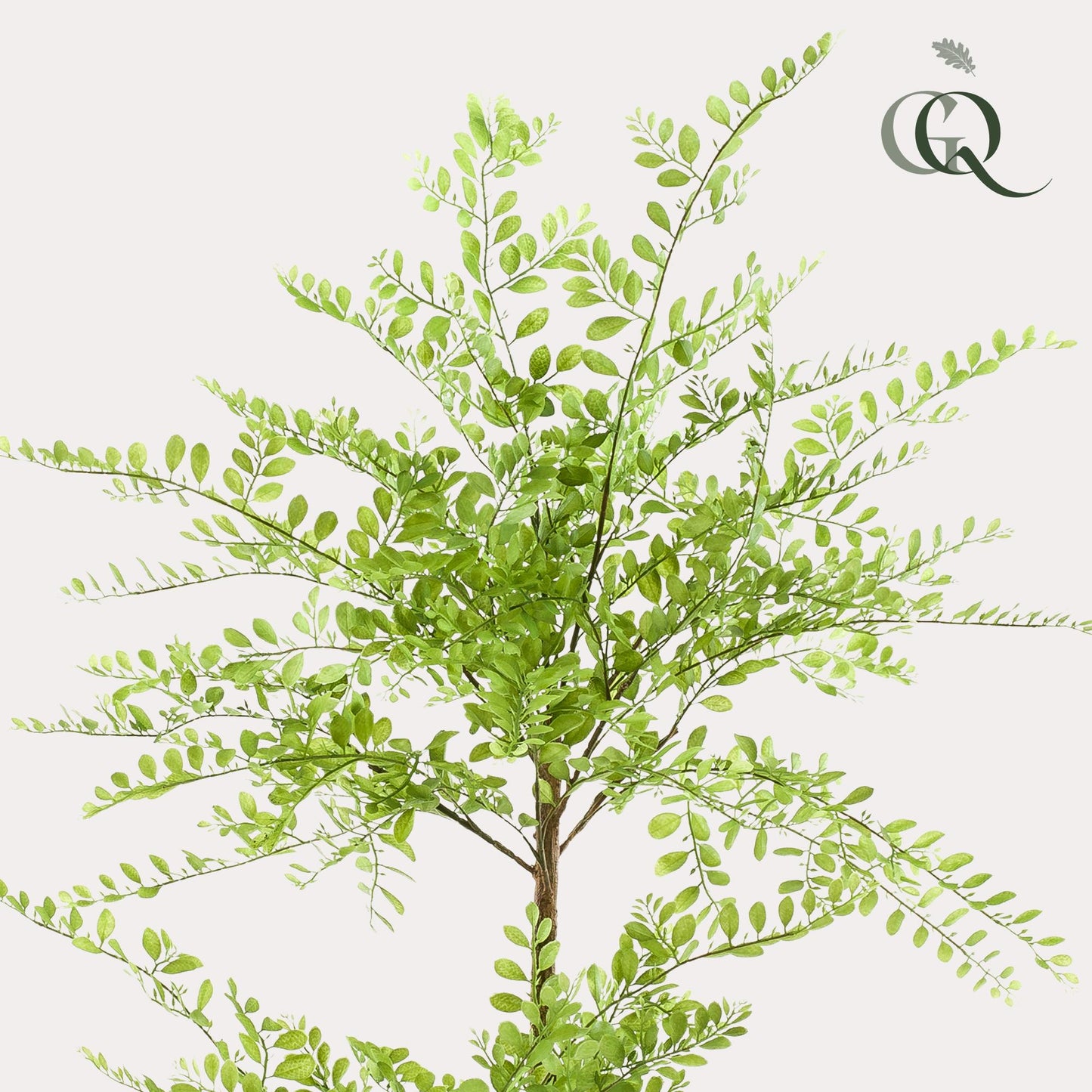 Kunstpflanze Sophorabaum – Honigbaum – 140cm – Pflegeleichter Deko-Baum für Zuhause & Büro – Realistischer Look – Ideal für Wohnräume