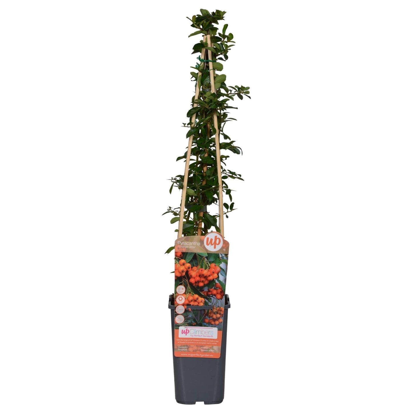 Feuerdorn – Pyracantha 'Orange Glow' – Ø15cm – ↕65cm – Immergrüner Strauch mit oranger Beerenpracht – Ideal als Sichtschutz & Vogelschutzhecke – Für Garten & Terrasse