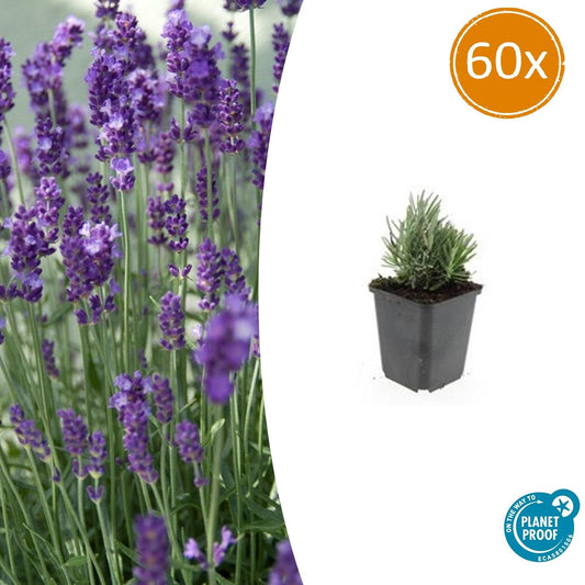 Lavendel Lavandula ang. 'Dwarf Blue' – ↕10-25cm – Ø9cm – 60 Pflanzen – Zwergform, Winterhart, Pflegeleicht, Bienenfreundlich, Duftend