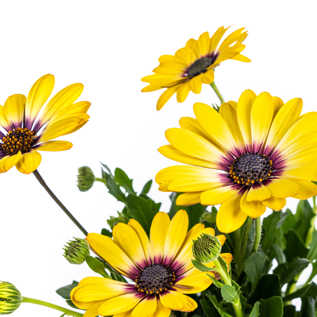 Kapmargerite - Osteospermum ecklonis Gelb - Ø12 cm - ↕20 cm - 8 Stück