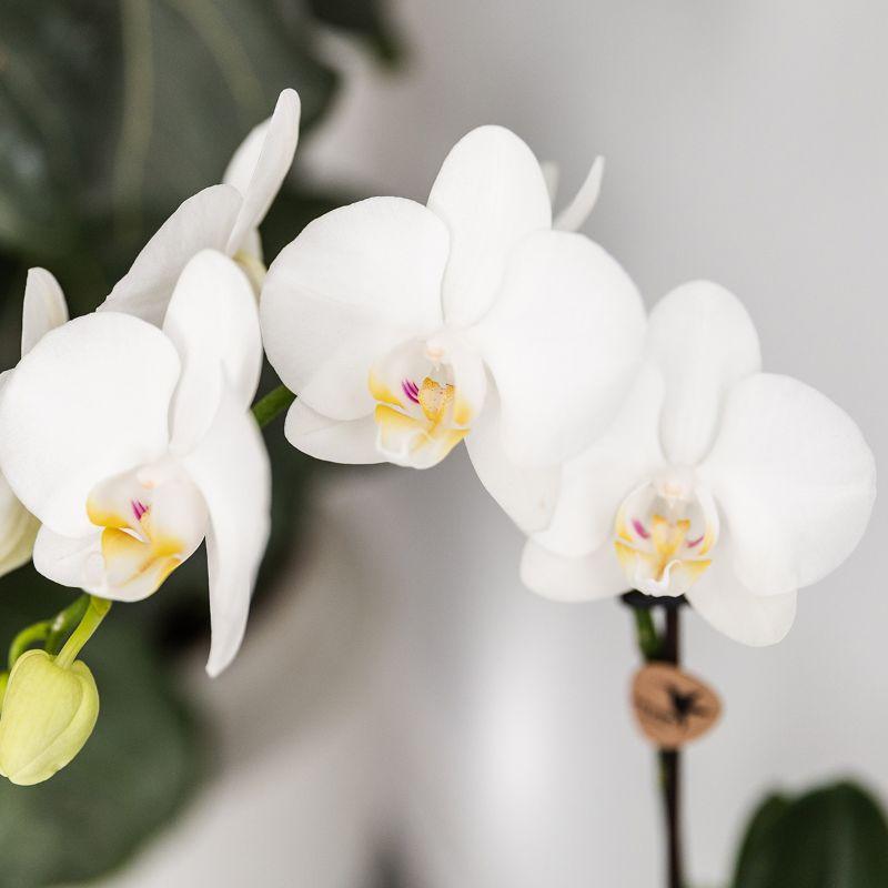 Kolibri Orchids | Weißes Orchideenset in Como-Schale inkl. Wasserreservoir | Zwei Weiße Amabilis-Orchideen 9cm
