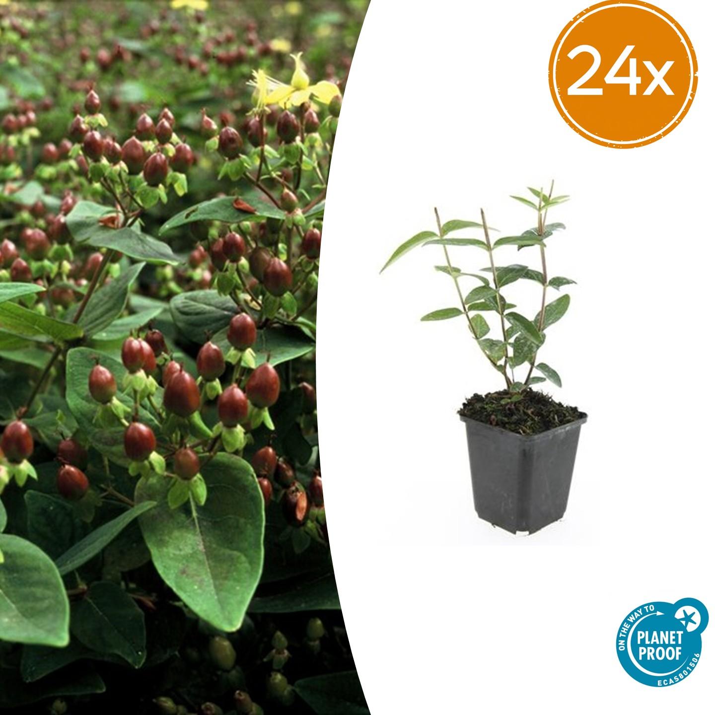 Johanniskraut Hypericum inodorum – 24 Pflanzen – ↕10-25 cm – Ø9 cm – Leuchtend gelbe Blüten – Pflegeleichter Strauch – Bienenfreundlich & robust