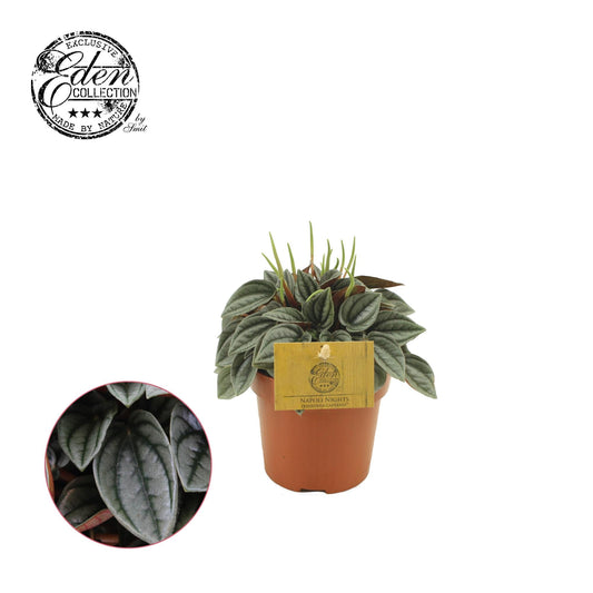Peperomia Napoli Nights – Zimmerpflanze – Ø10,5cm – ca. 15cm hoch – Pflegeleichte, luftreinigende Sukkulente – Für Wohnung & Büro