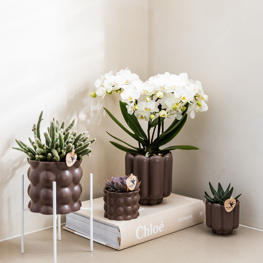 Kolibri Home | Retro-Ziertopf - Brown - Ø6cm