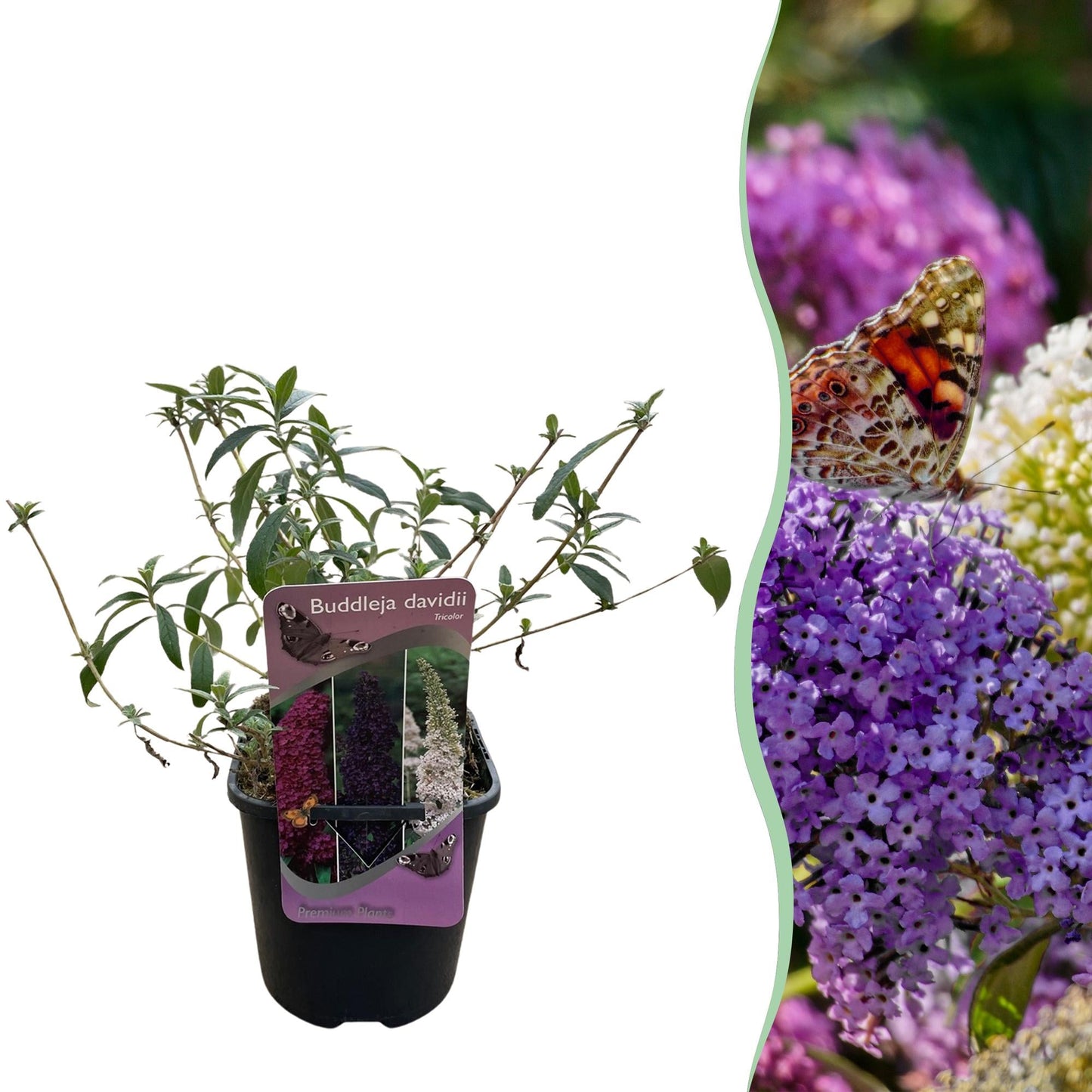 Schmetterlingsstrauch Buddleja davidii Tricolour – Blüten Rosa, Weiß & Lila – Bienen- & Schmetterlingsfreundlich – 17 cm x H30 cm – pflegeleicht