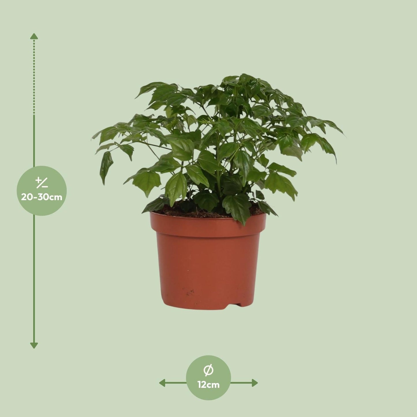 Zimmeresche Radermachera Sinica – Zimmerpflanze – Ø12cm – ↨27cm – Elegante, pflegeleichte Grünpflanze