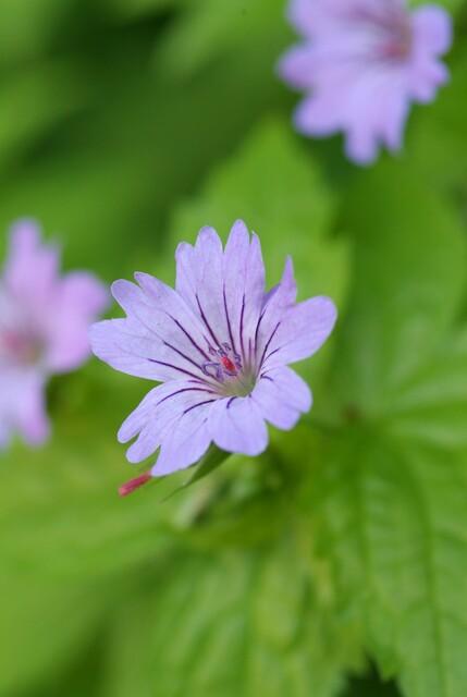 Geranium nodosum – 24 Pflanzen – ↕10-25cm – Ø9cm – Winterharte Staude – Tiefpurpurne Blüten – Bodendecker – Schattengarten – Pflegeleicht