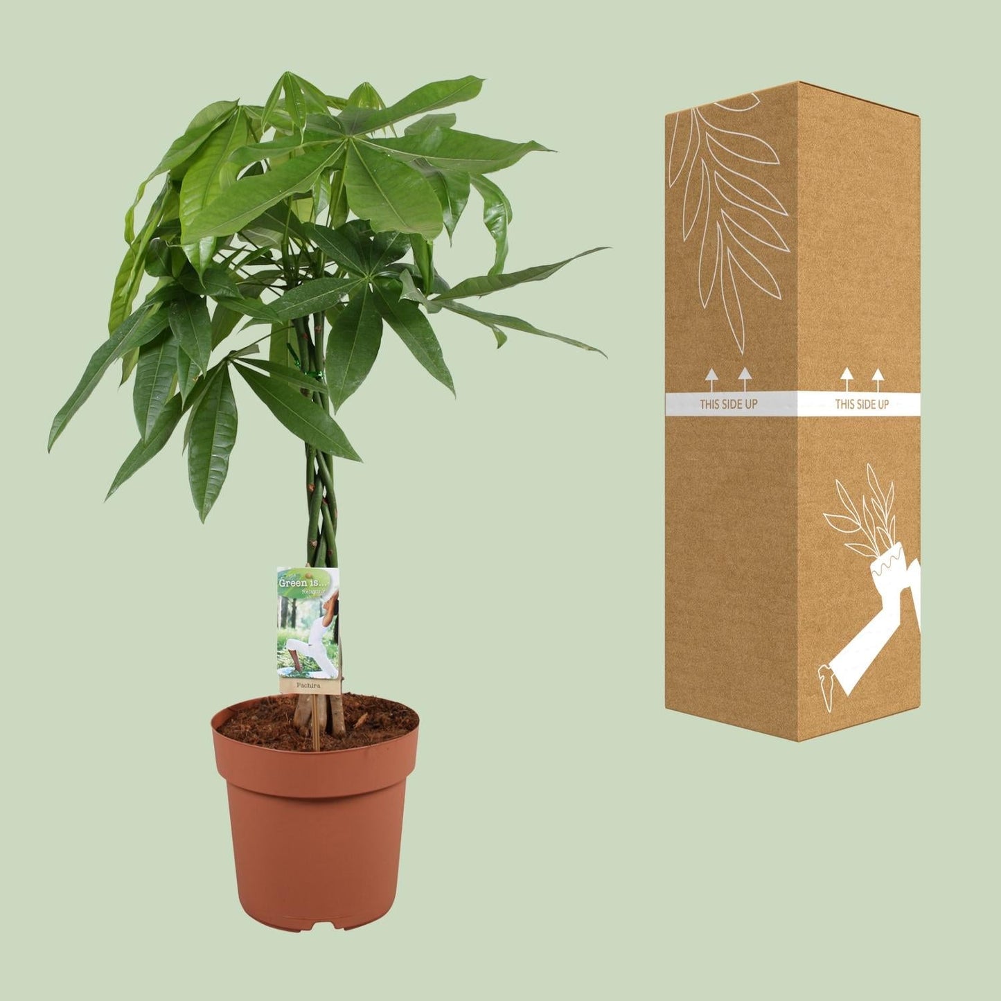 Glückskastanie – Pachira Aquatica – Zimmerpflanze – Ø21 cm – ↕90 cm – Symbolische Pflanze – Pflegeleicht – Grünpflanze