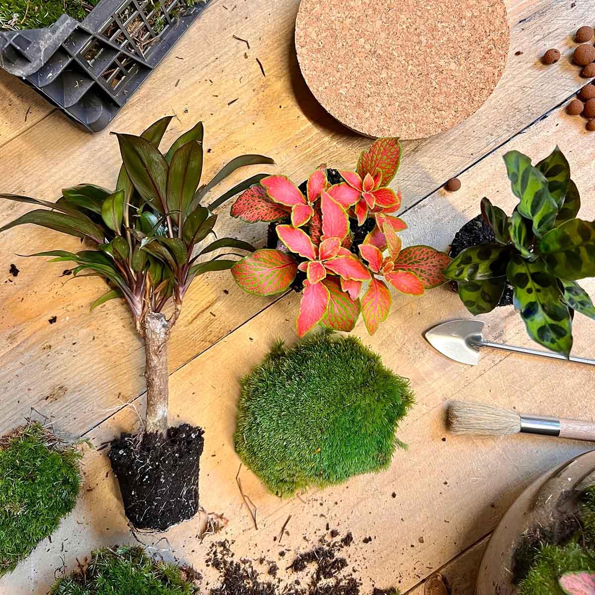 Flaschengarten - DIY Bausatz - Terrarium - Milky Palme - ↕ 30 cm