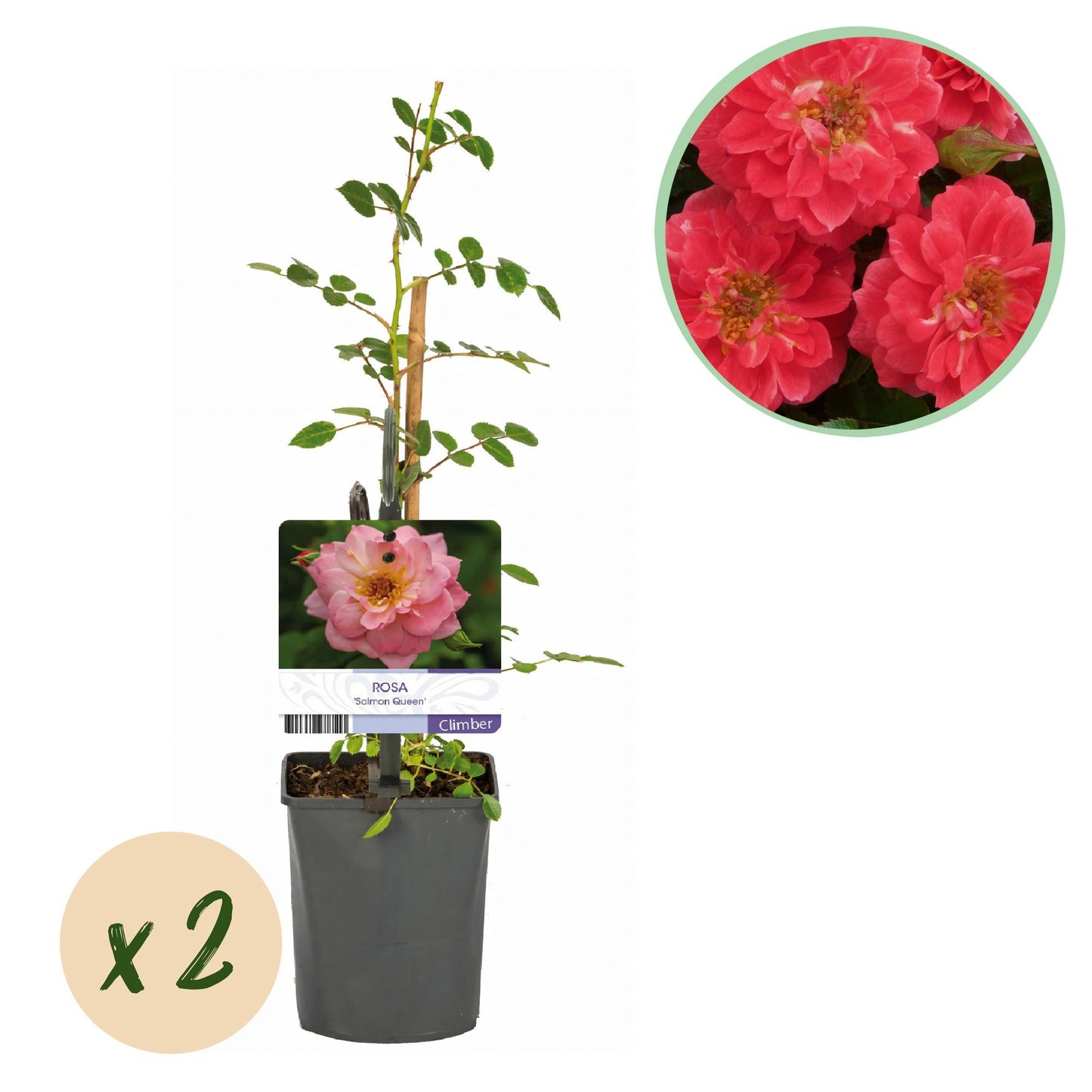Kletterrose – Rosa Salmon Queen – Lachsrosa Blüten – 2 Pflanzen – 11cm – Höhe 40cm – Duftend & pflegeleicht – Blüte Juni bis Oktober