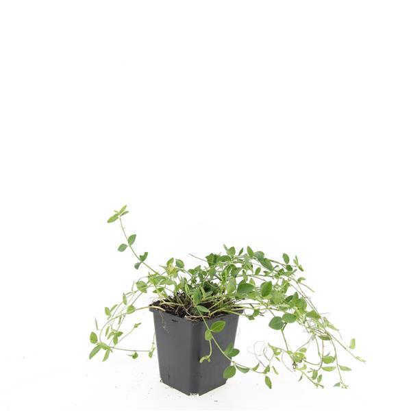 Vinca minor 'Gertrude Jekyll' – Immergrüner Bodendecker – 48 Pflanzen – Weiße Blüten – 10–25 cm – Ø9 cm