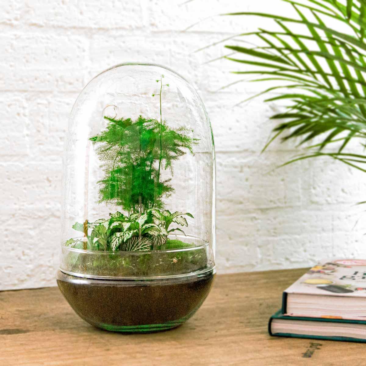 Flaschengarten Egg XL – DIY Bausatz Terrarium – ↕30cm – Do-It-Yourself Pflanzen-Set im Glas mit Korkdeckel – Autarkes Mini-Ökosystem – Inkl. Fittonia, Spargel & Moos – Für Wohnung & Büro
