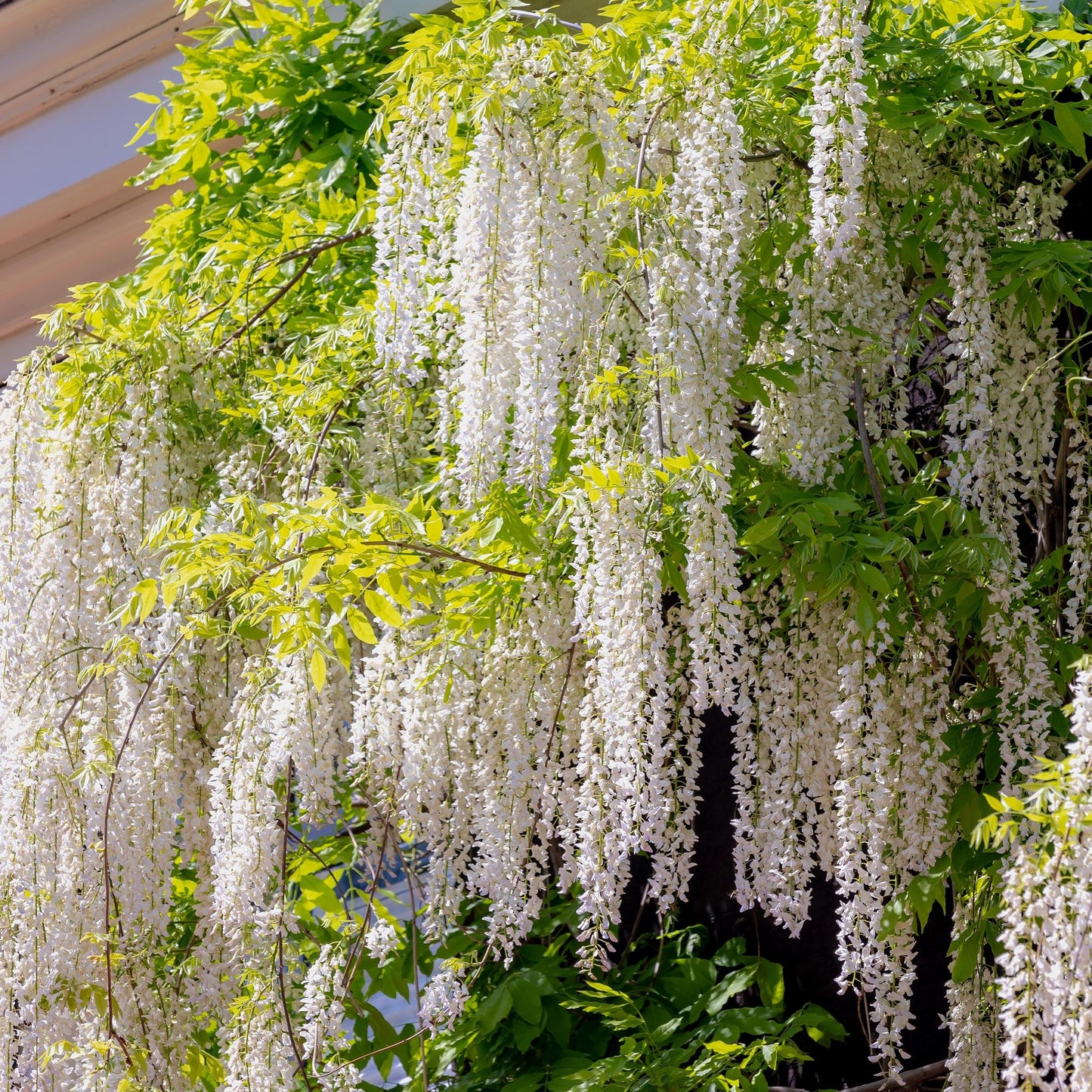 Blauregen Wisteria floribunda Alba – Weiße Blüten – 11 cm x H40 cm – Duftende Kletterpflanze – Für Pergolen, Zäune & Wände