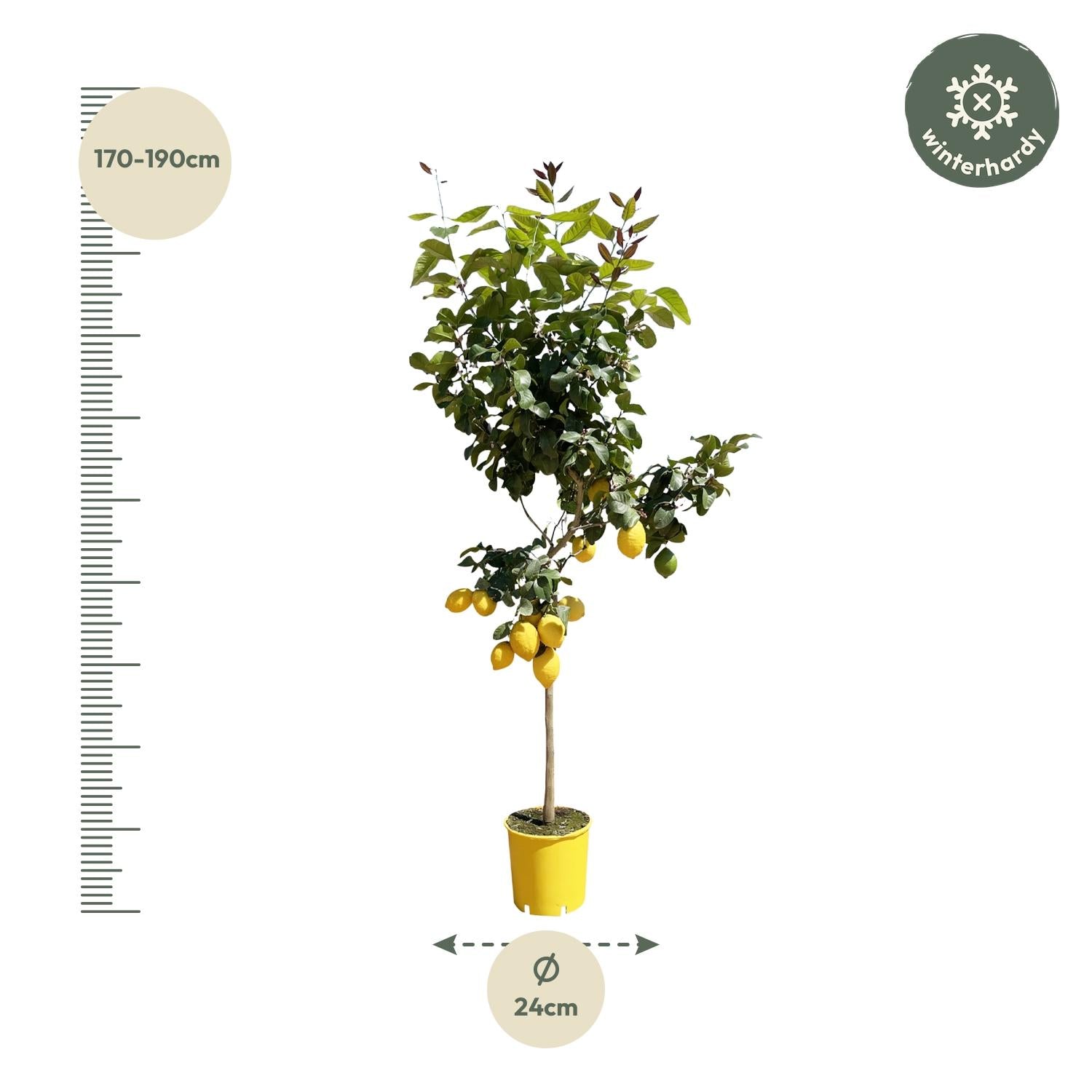 Zitronenbaum – Citrus limon – ca. 150 cm hoch – Ø24 cm – duftende Blüten & essbare Zitronen – immergrüne Zimmer- & Terrassenpflanze