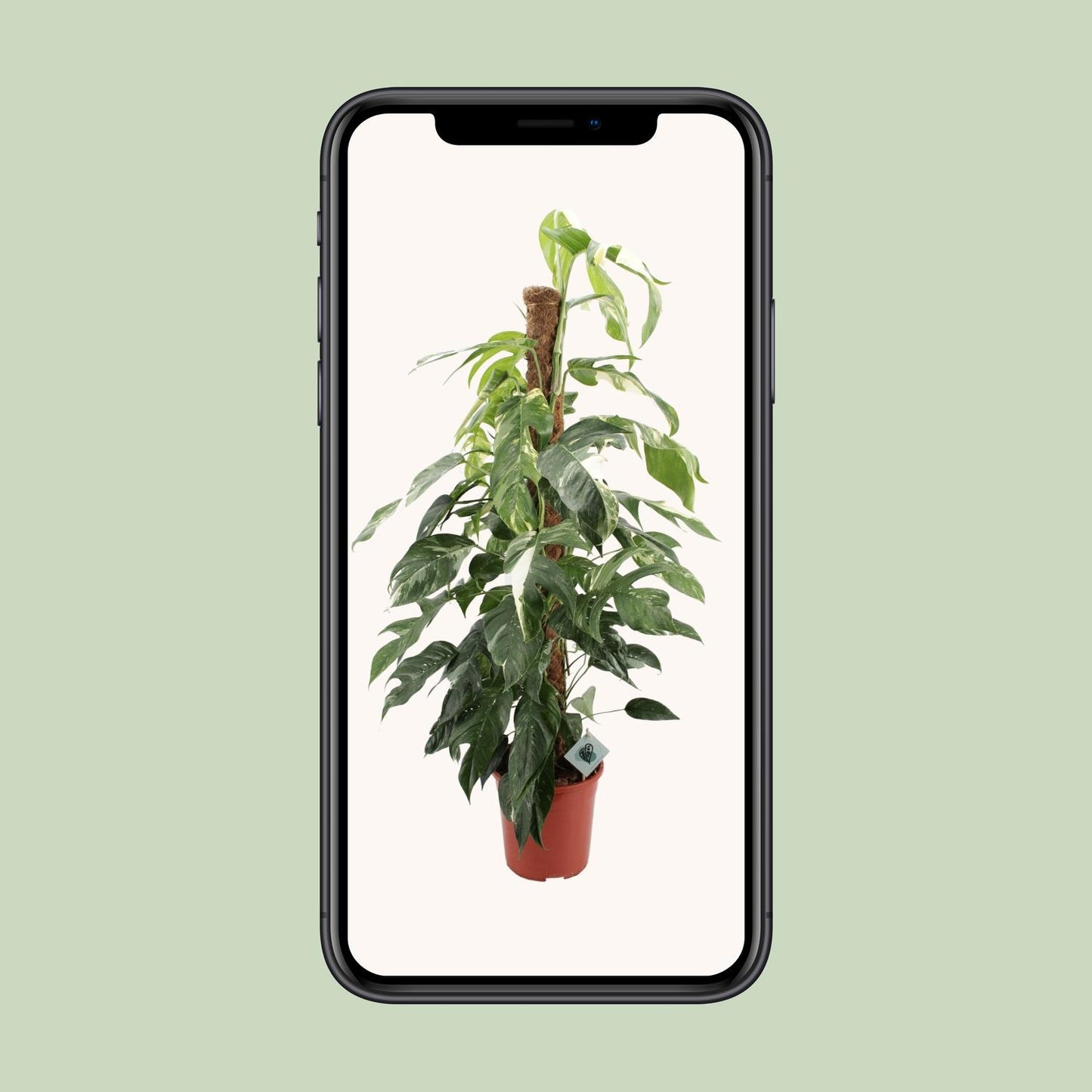 Efeutute - Epipremnum Pinnatum Albo Variegata - Zimmerpflanze - Ø24cm - ↕125cm