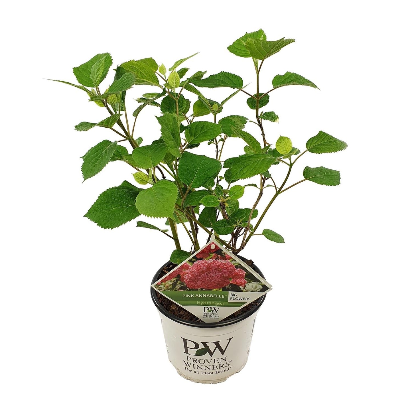 Ballhortensie 'Pink Annabelle' – Hydrangea arborescens – Zimmerpflanze – Ø19cm – ↕30cm – Rosa Blütenpracht für Innenräume