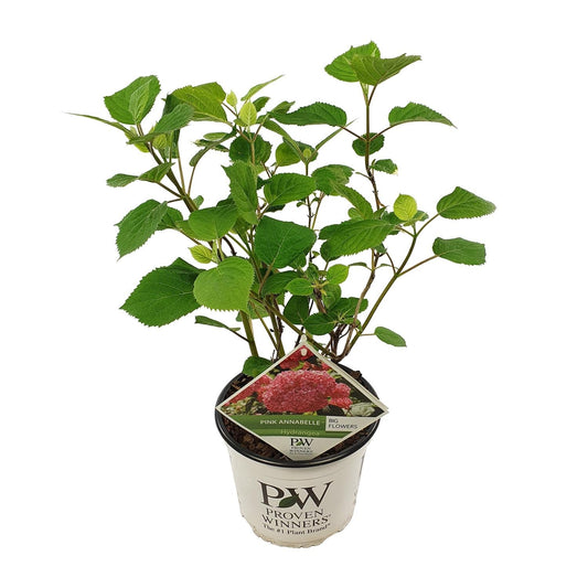 Ballhortensie 'Pink Annabelle' – Hydrangea arborescens – Zimmerpflanze – Ø19cm – ↕30cm – Rosa Blütenpracht für Innenräume