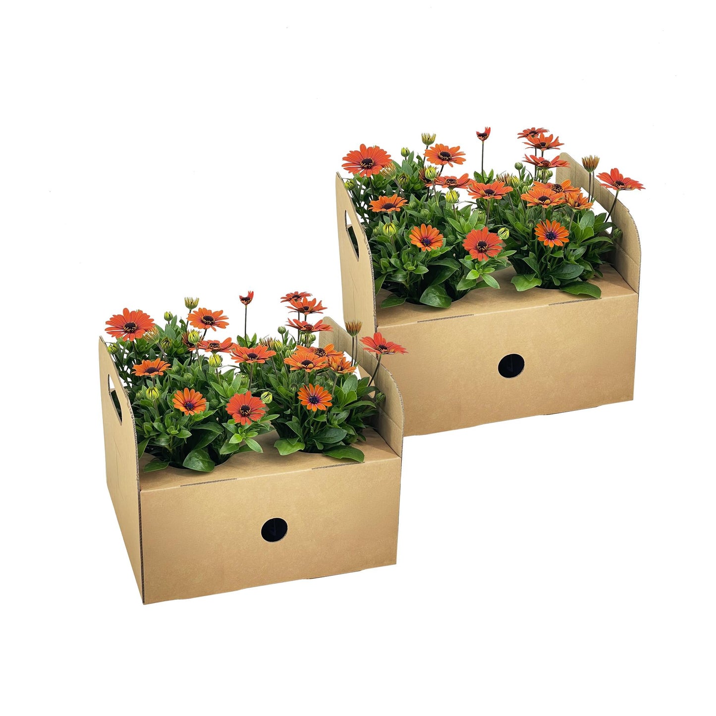 Kapkörbchen Margerita - Osteospermum ecklonis Orange - Ø12 cm - ↕20 cm - 8 Pflanzen