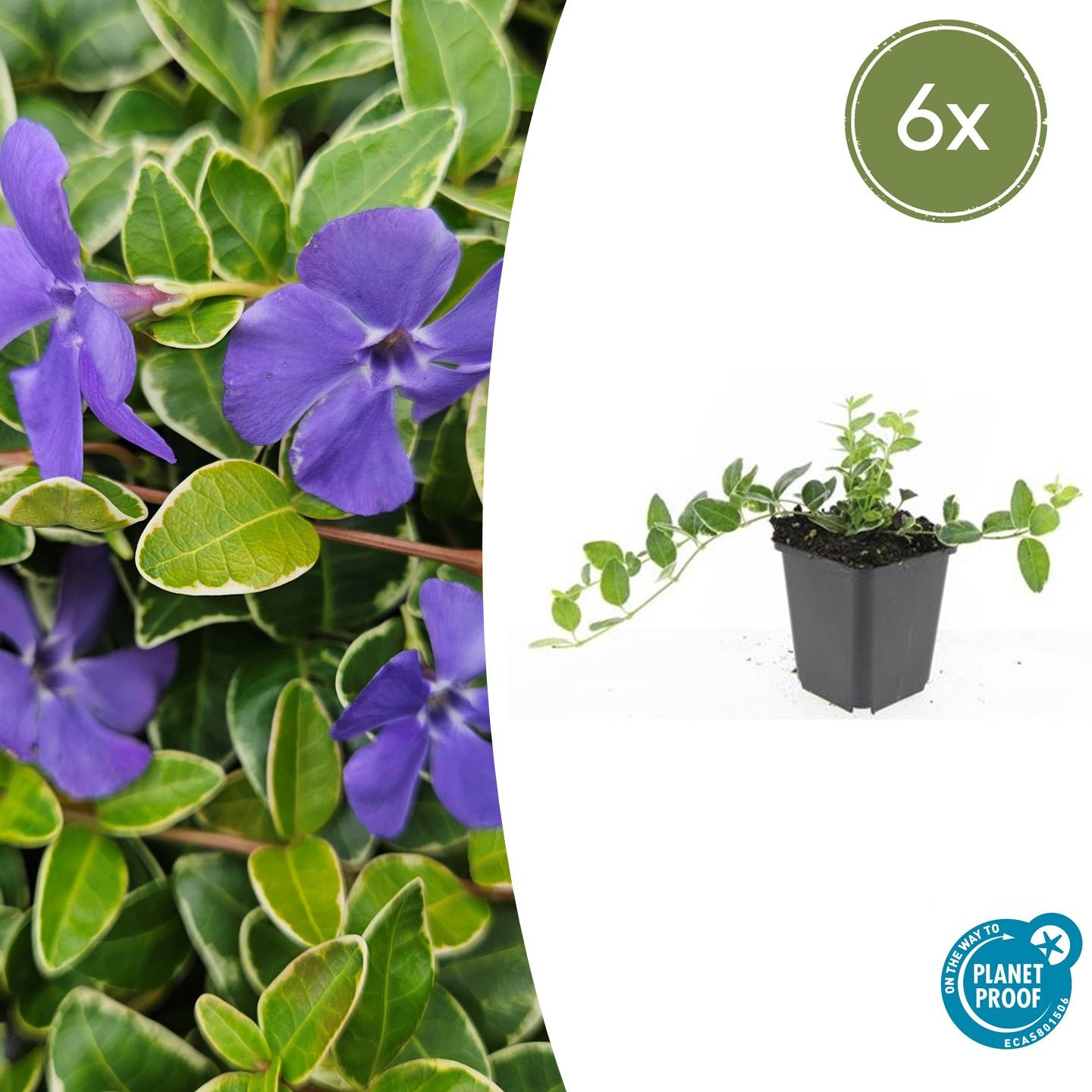 Kleinblättriges Immergrün - Vinca minor 'Ralph Shugert' - ↕10-25cm - Ø9cm - 6 Stück