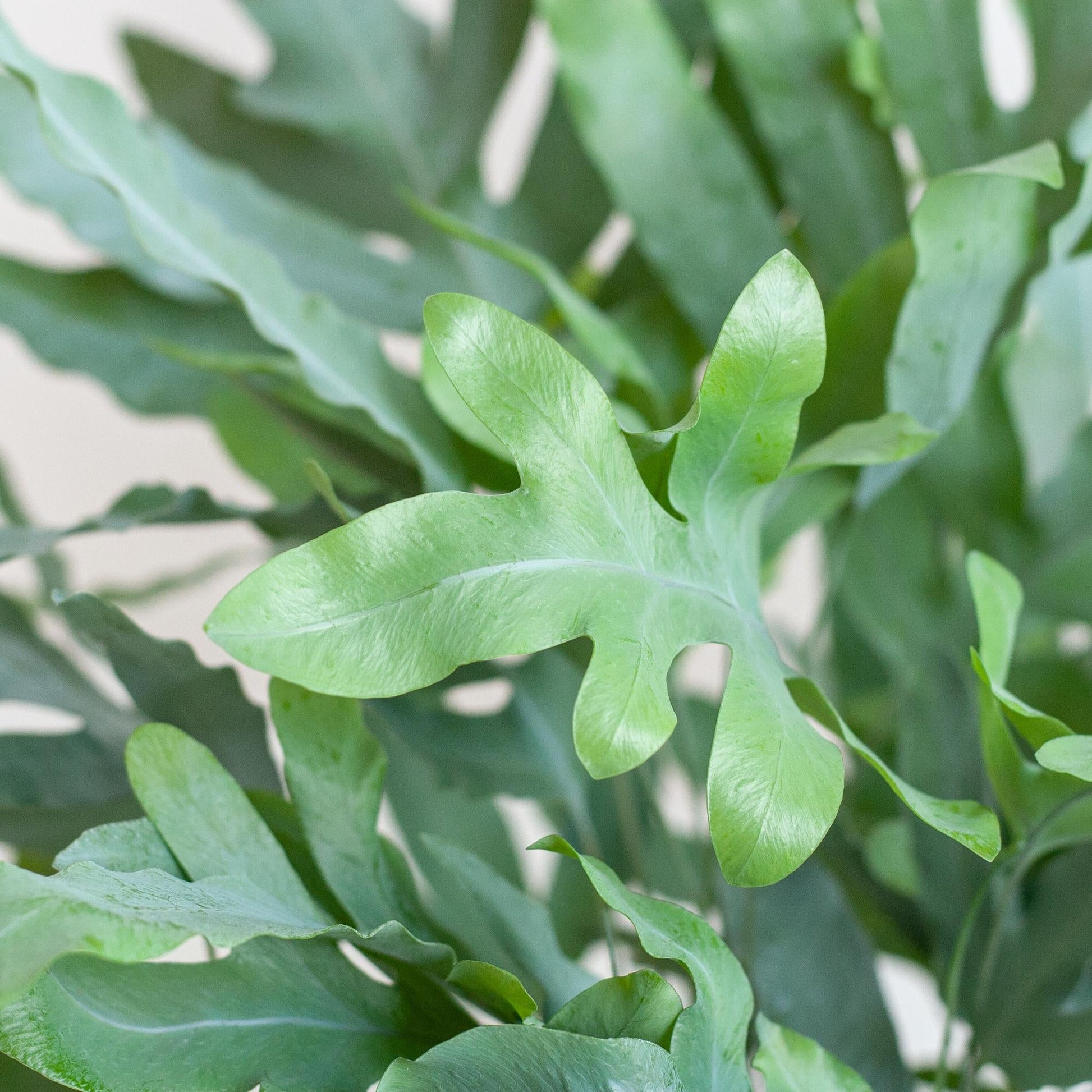 Phlebodium Aureum ‘Blue Star’ – Blauer Tüpfelfarn – Zimmerpflanze inkl. Korb Sofia natur – Höhe 40 cm – Ø17 cm – Pflegeleicht & dekorativ