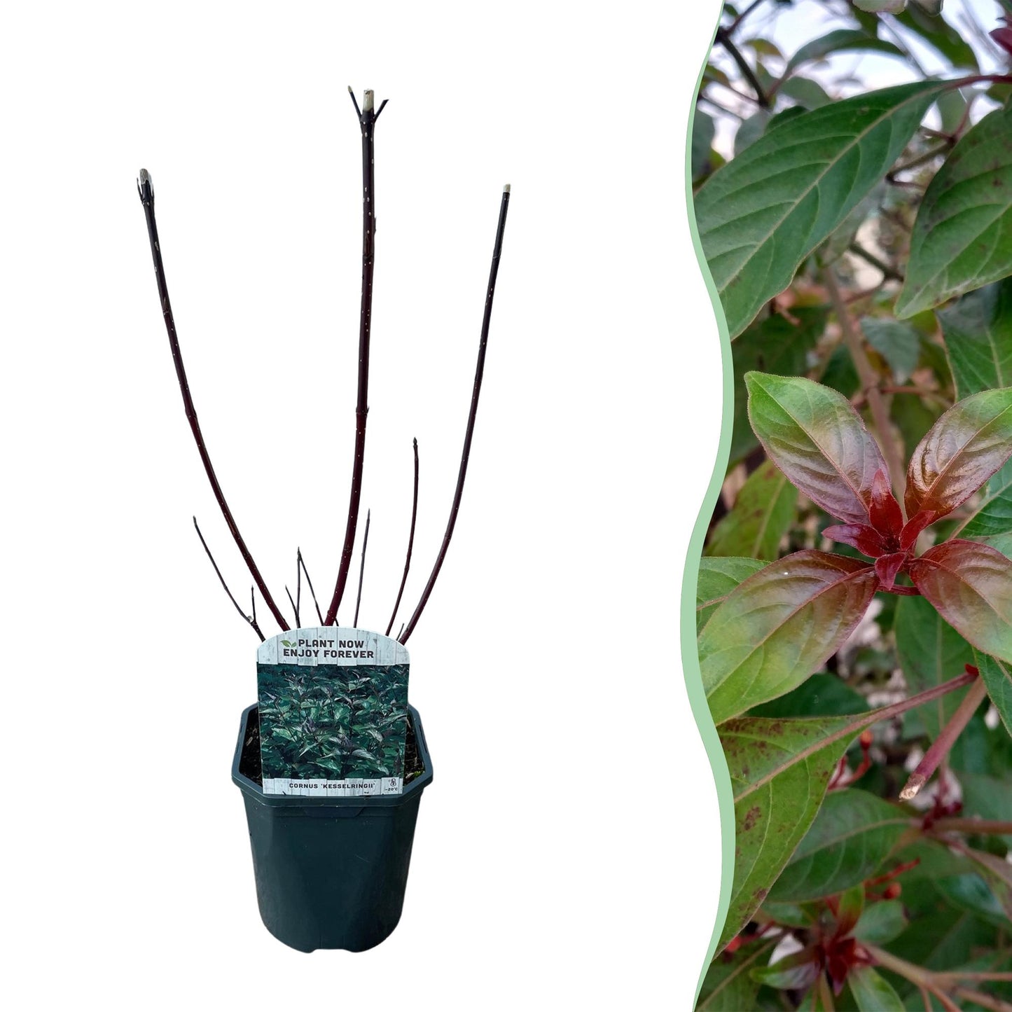 Schwarzholz-Hartriegel - Cornus alba Kesselringii - Wenig Pflege - Topf 17cm Höhe 45cm