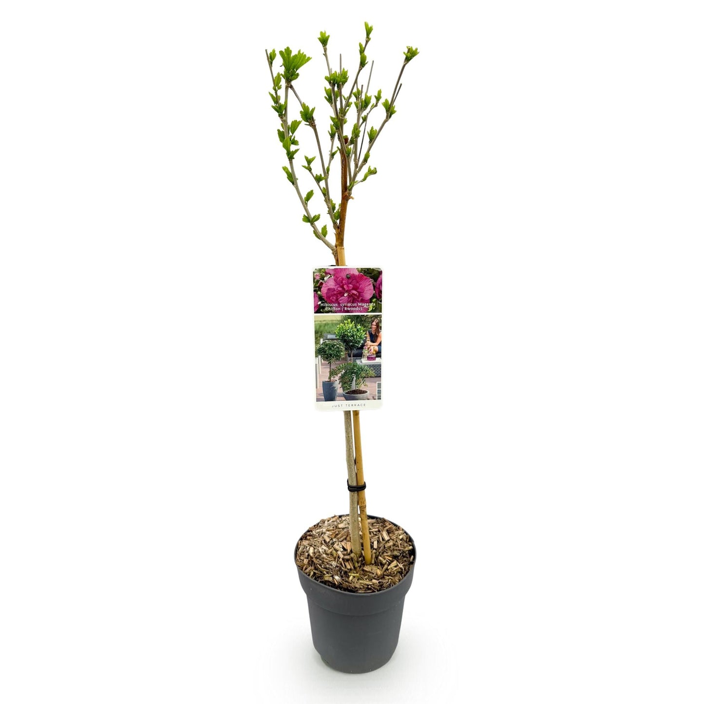 Hibiscus syriacus Magenta Chiffon – Blühende Stamm-Pflanze mit magentafarbenen Blüten – Laubabwerfend & pflegeleicht – Topf Ø19 cm – Höhe ca. 90 cm – Für Terrasse & Balkon