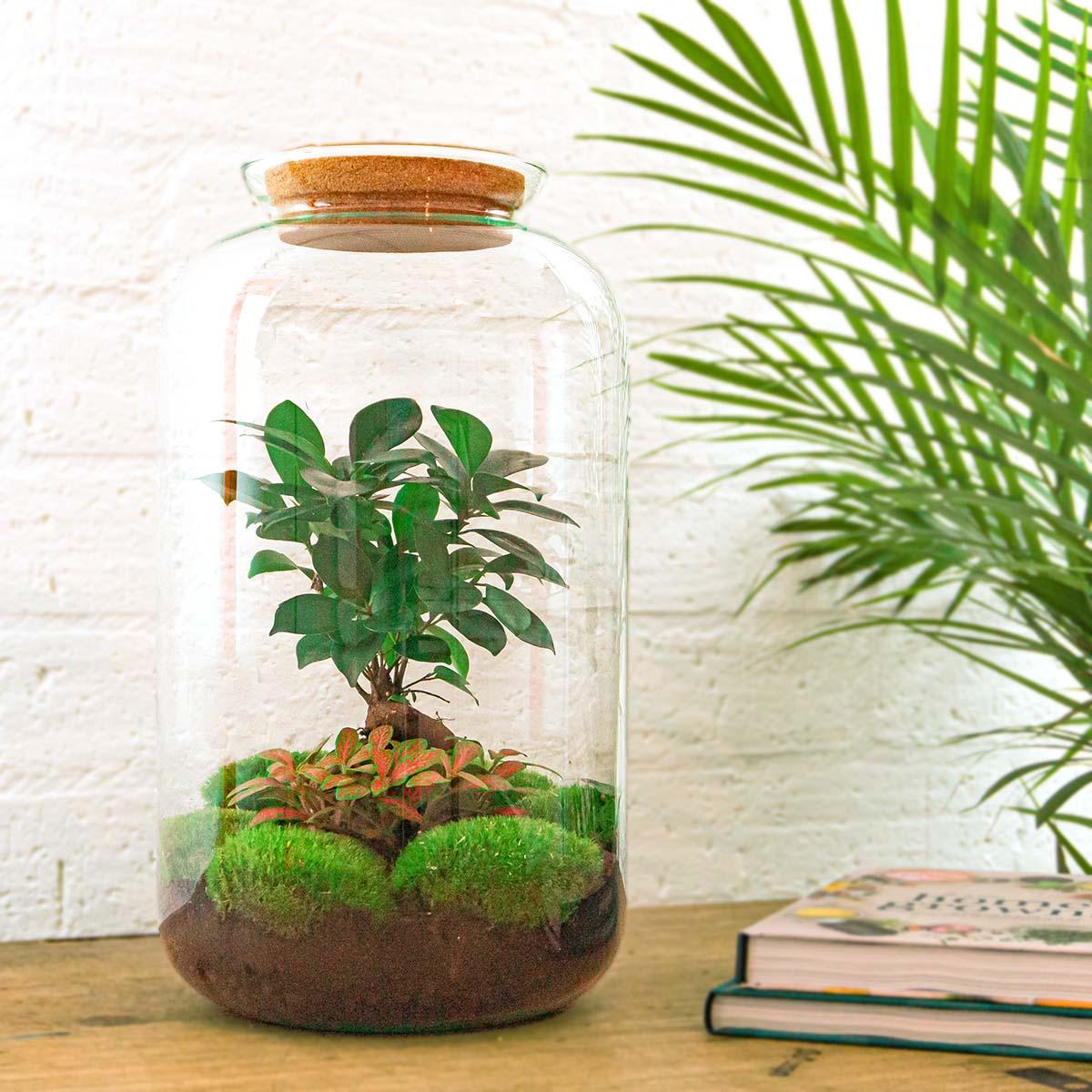 Flaschengarten Sven Bonsai – DIY Bausatz Terrarium – ↕43cm – Do-It-Yourself Pflanzen-Set im Glas mit Korkdeckel – Autarkes Mini-Ökosystem – Inkl. Ficus Ginseng Bonsai, Fittonia & Moos – Für Wohnung & Büro