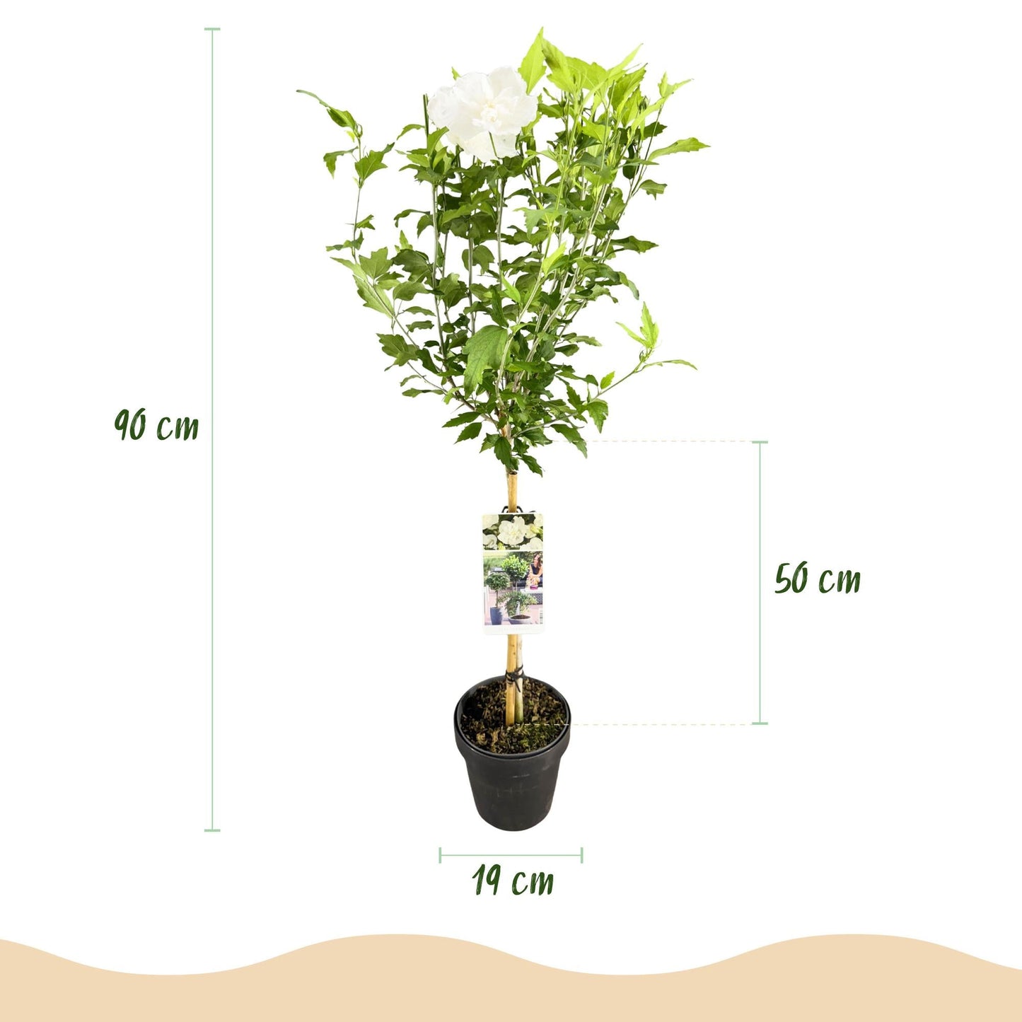 Hibiscus syriacus White Chiffon – Stamm-Pflanze – Ø19 cm – Höhe ca. 90 cm – Weiße Blüten – Laubabwerfend & pflegeleicht – Für Garten, Terrasse & Balkon