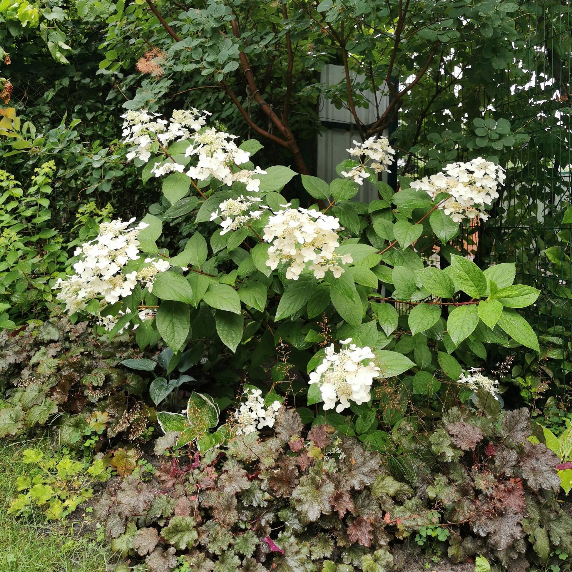 Rispenhortensie – Hydrangea panniculata Wims Red – Blüte Weiß-Rot – Laubabwerfend – Große Blüten – 17cm – Höhe ca. 50cm