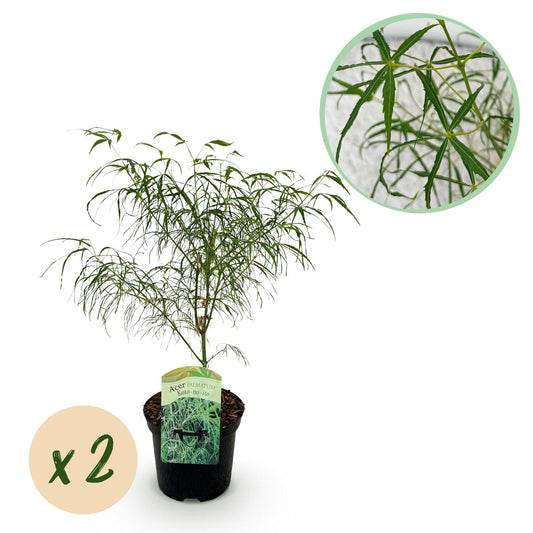 Japanischer Ahorn – Acer palmatum 'Koto-no-ito' – 2 Pflanzen – ca. 70 cm hoch – Topf Ø19 cm – feingliedriges grünes Laub – Balkon- & Gartenpflanze