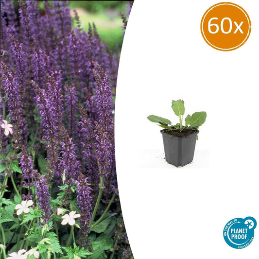 Blüten-Salbei Salvia nemorosa 'Mainacht' – ↕10-25cm – Ø9cm – 60 Pflanzen – Staude mit intensiv blauen Blütenähren – Bienenfreundlich, winterhart & pflegeleicht