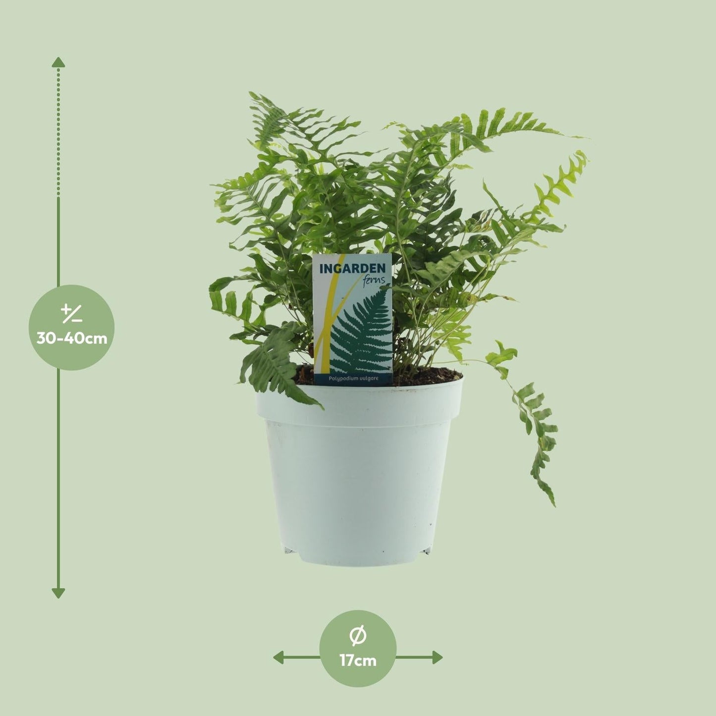 Tüpfelfarn - Polypodium Vulgare - Zimmerpflanze - Ø17cm - ↕40cm