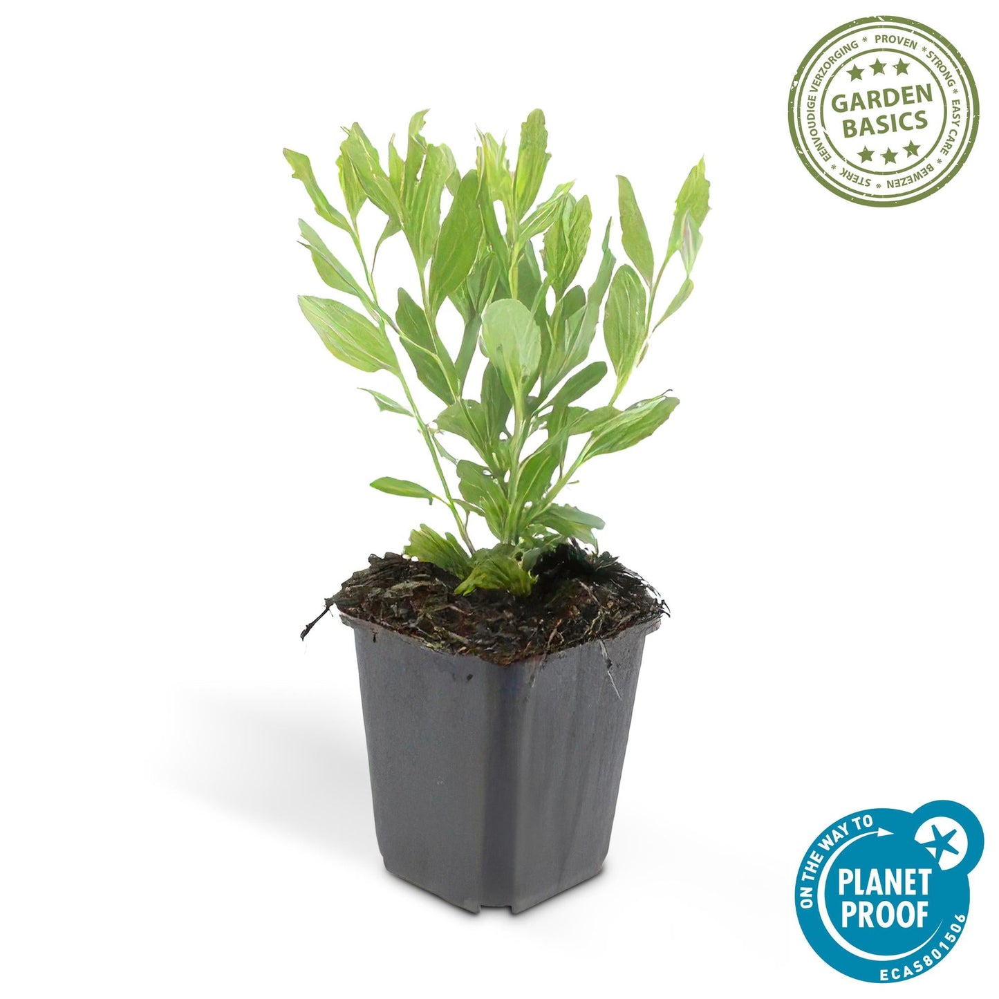 Wildaster Aster ageratoides 'Ashvi' – ↕10-25cm – Ø9cm – 60 Pflanzen – Weiße Herbstastern – Pflegeleicht & winterhart – Blüte von August bis Herbst