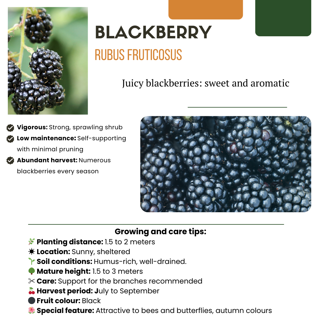 BIO Obstpflanzen Mix Set – Feige, Kiwi, Brombeere – 3 Sorten – "Süßes Ernte Trio" – Pflegeleicht & Fruchtreich