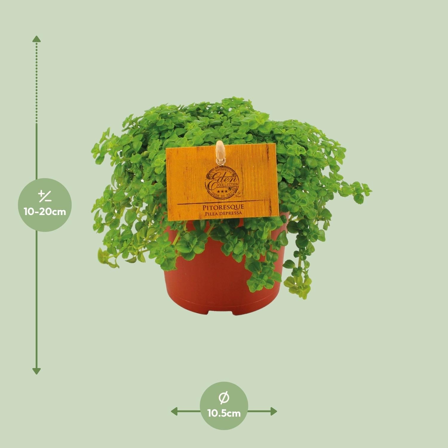 Kanonierblume – Pilea depressa – Ø10,5cm – ↕15cm – Zimmerpflanze – Pflegeleicht & luftreinigend – Kompakte Grünpflanze für Innenräume