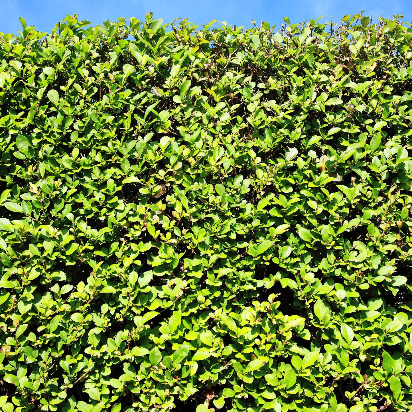 Ovalblättriger Liguster Ligustrum ovalifolium – Immergrün – Heckenpflanze – Blatt Grün – 6 Pflanzen – 1 m laufend – Pflegeleicht – 17cm Höhe 55cm