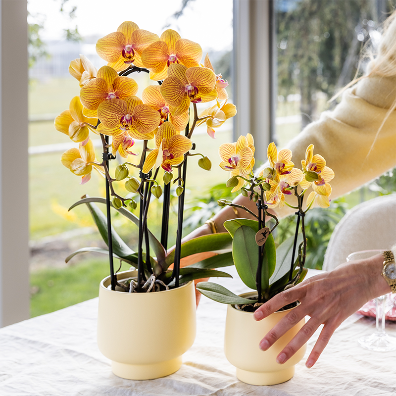 Kolibri Orchids | Orange Phalaenopsis-Orchidee Topfgröße Ø12cm | Sunny Bunny | Blühende Zimmerpflanze – Frisch vom Züchter