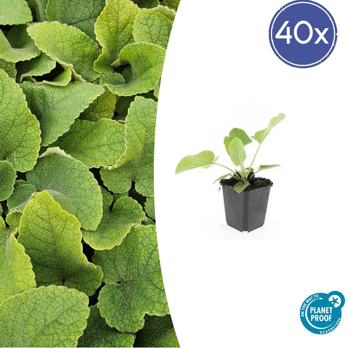 Russel-Brandkraut Phlomis russeliana – ↕10-25cm – Ø9cm – 40 Pflanzen – Winterharte Staude mit hellgelben Blüten – Bienen- & Schmetterlingsfreundlich – Pflegeleicht & trockenheitstolerant