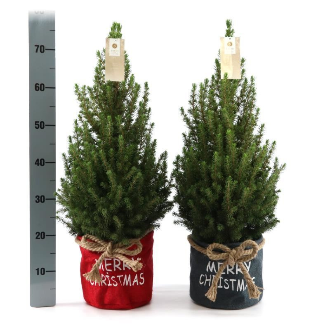 Kleine Weihnachtsbaum in Xmas Bag rot - 70 cm - Picea Glauca Conica - Standalone