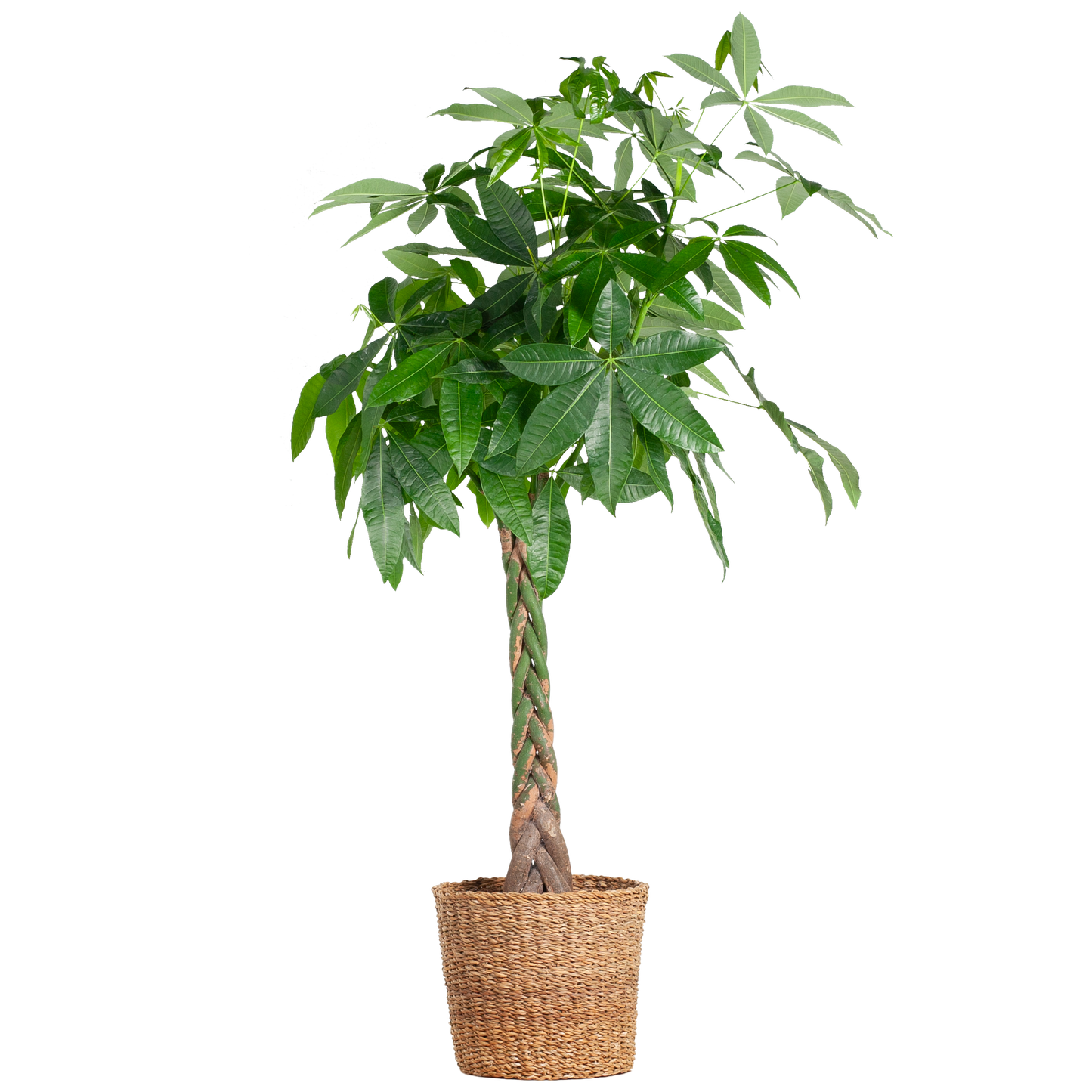 Pachira Aquatica XL – Geldbaum – Zimmerpflanze mit Torun-Korb – Ø30cm – Höhe 140 cm – Luftreinigend & pflegeleicht – Tropischer Hingucker für Wohnräume & Büro