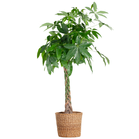 Pachira Aquatica XL – Geldbaum – Zimmerpflanze mit Torun-Korb – Ø30cm – Höhe 140 cm – Luftreinigend  & pflegeleicht – Tropischer Hingucker für Wohnräume & Büro